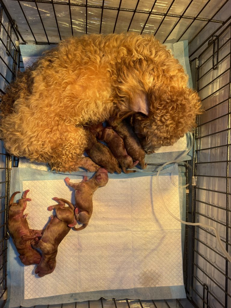 Phẫu thuật lấy thai ở chó Poodle
