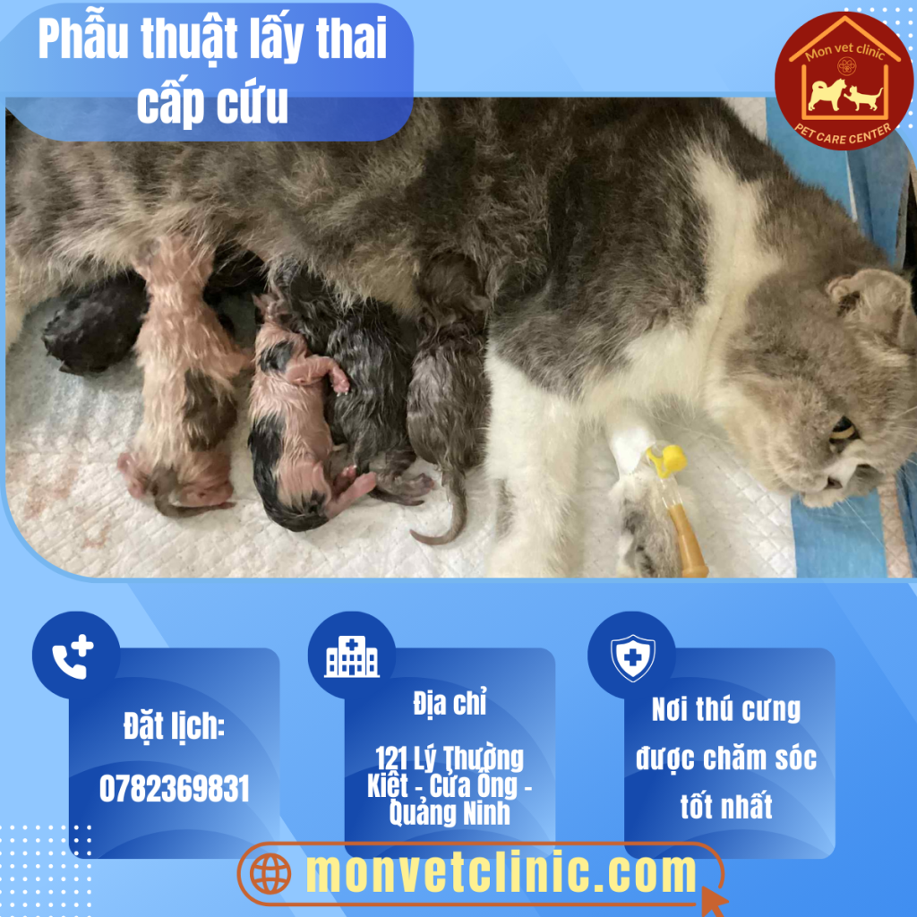 Phẫu thuật lấy thai ở mèo mẹ Anh Lông ngắn