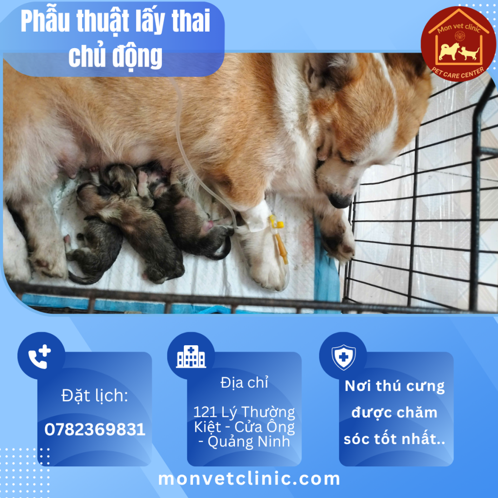 Phẫu thuật ca đẻ khó ở chó Corgi