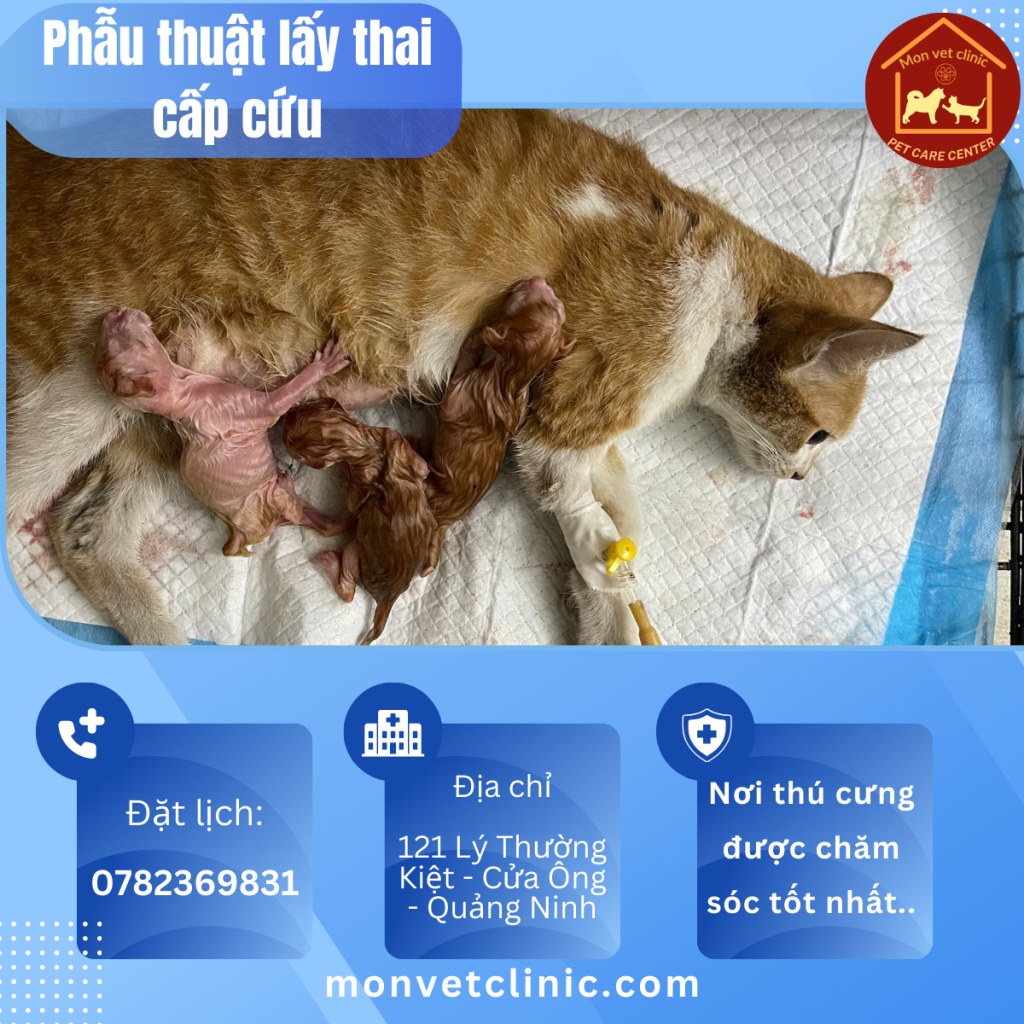 Phẫu thuật thai mèo