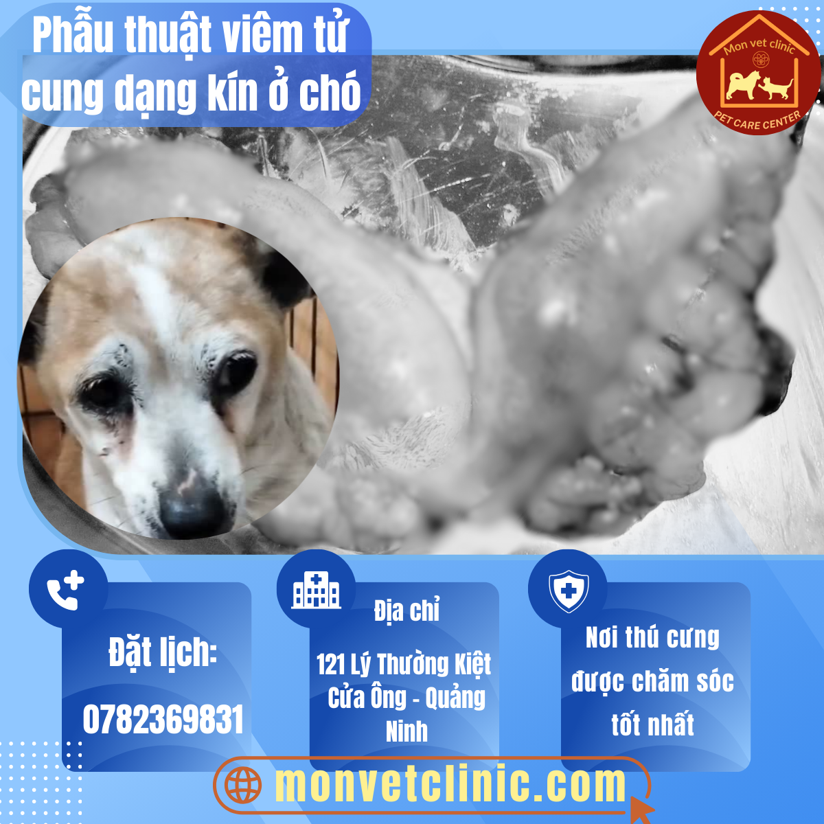 Phẫu thuật điều trị viêm tử cung mủ dạng kín ở chó tại phòng khám thú y MonVet