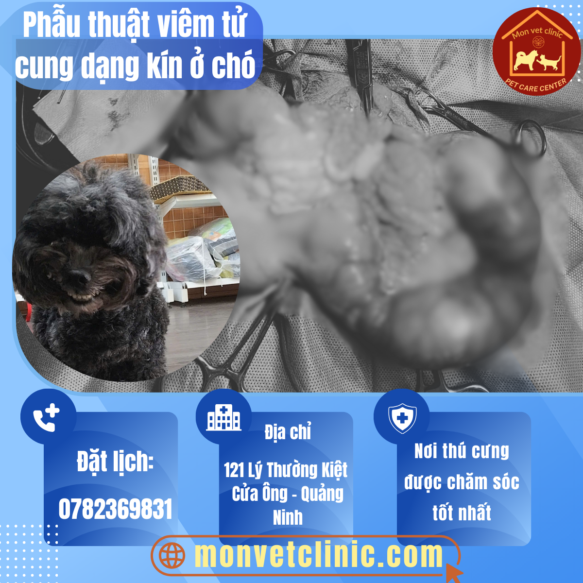 Phẫu thuật điều trị viêm tử cung mủ dạng kín ở chó tại phòng khám thú y MonVet