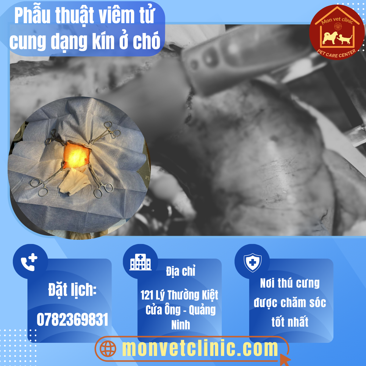Phẫu thuật điều trị viêm tử cung mủ dạng kín ở chó tại phòng khám thú y MonVet