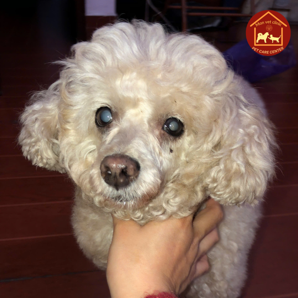 chó tiểu đường đục thủy tinh thể viêm màng bồ đào trước điều trị