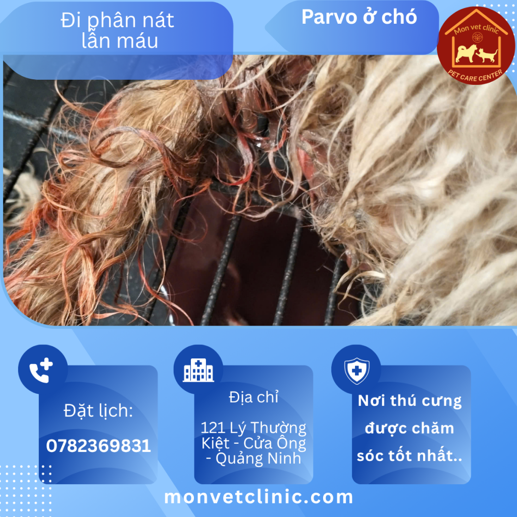 chó bị parvo đi ngoài ra máu dấu hiệu nặng