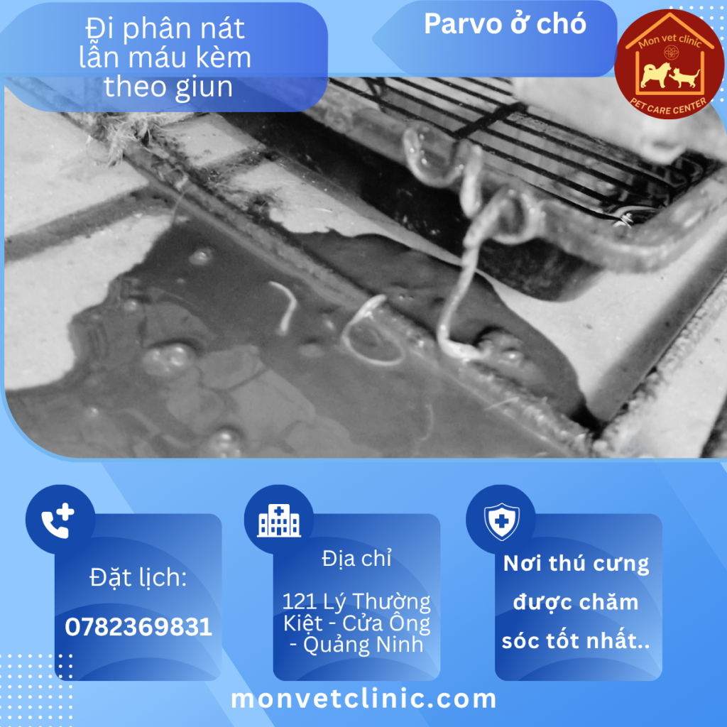 chó bị parvo nhiễm giun phân lẫn giun đường ruột