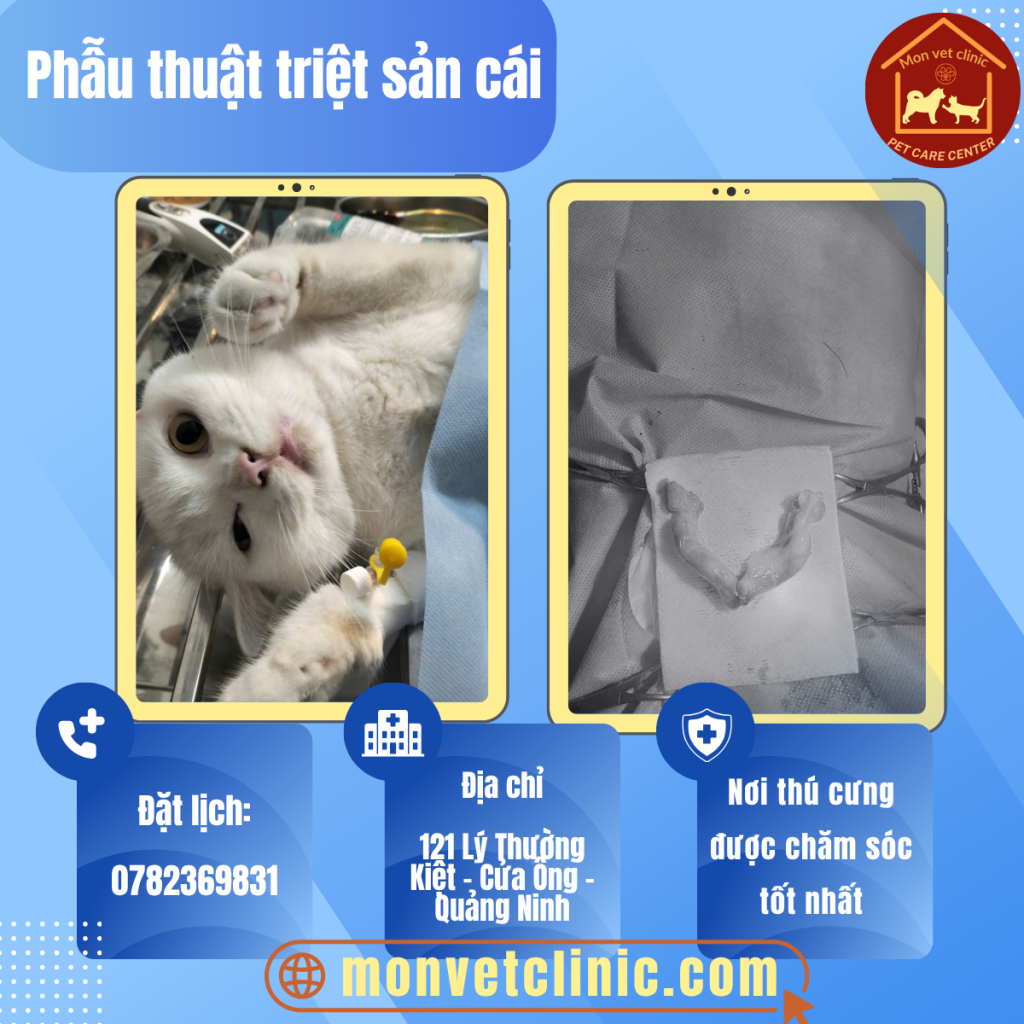 Phẫu thuật chó mèo tại Cẩm Phả | MonVet Clinic
